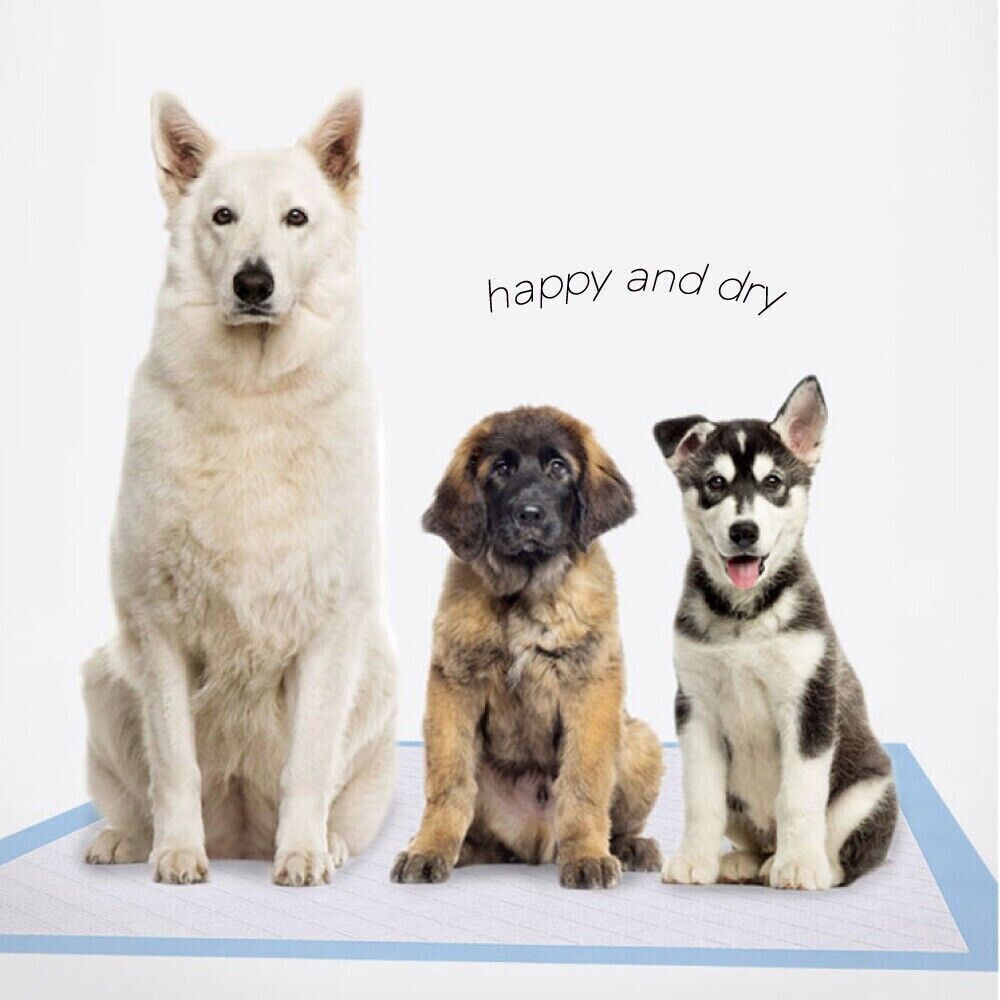 Puppy Pet Dog Toilet Training Pads Indoor Thick Super Absorbent Blue 4 Sizes