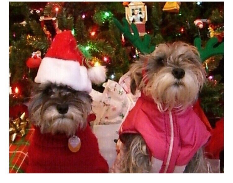 Pet Christmas Decoration Hats Cat Dog Headdress Flannel Shaggy Fluffy Xmas Hat