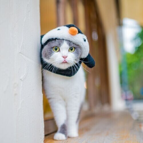 New Penguin Elephant Warmth Hat Cute Drag Cartoon Animal Pet Cat Plush Hat