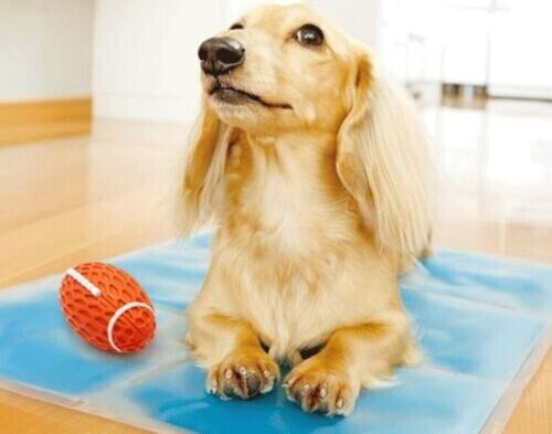 Bite-resistant Vocal Rugby Dog Ball Puzzle Boredom Grinding Interactive Pet Toy