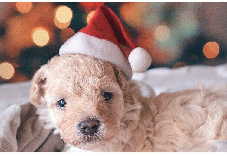 Pet Christmas Decoration Hats Cat Dog Headdress Flannel Shaggy Fluffy Xmas Hat