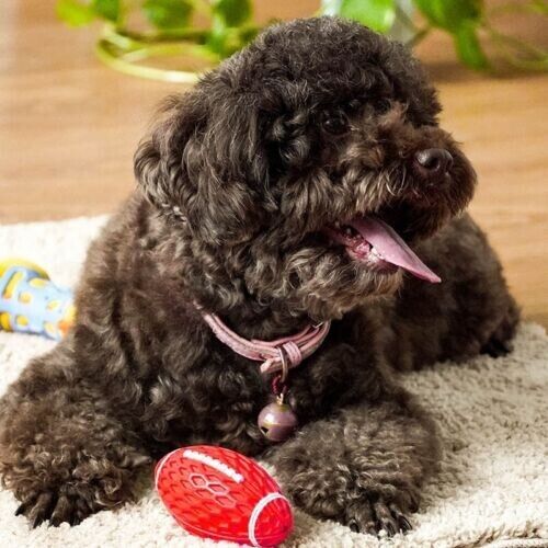 Bite-resistant Vocal Rugby Dog Ball Puzzle Boredom Grinding Interactive Pet Toy