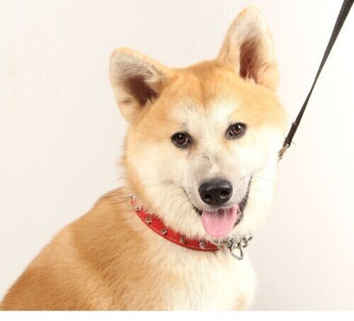 New Large And Medium Size Dog PU Leather Rivet Collar Punk Style Dog Collar