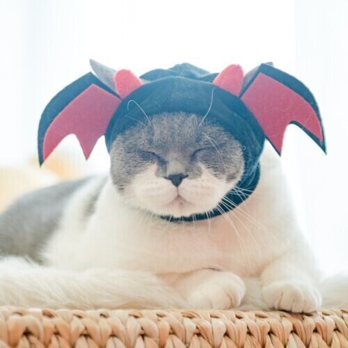 New Cartoon Animal Pet Hat Cat Dog Head Cover Cute Decorative Accessories