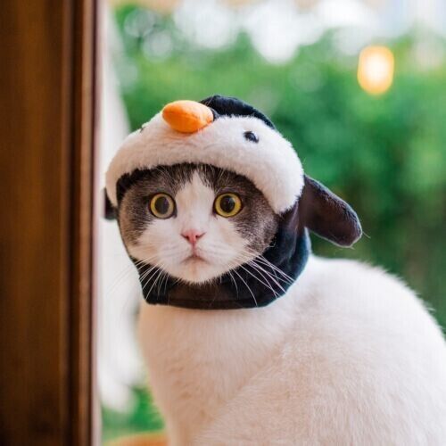 New Penguin Elephant Warmth Hat Cute Drag Cartoon Animal Pet Cat Plush Hat